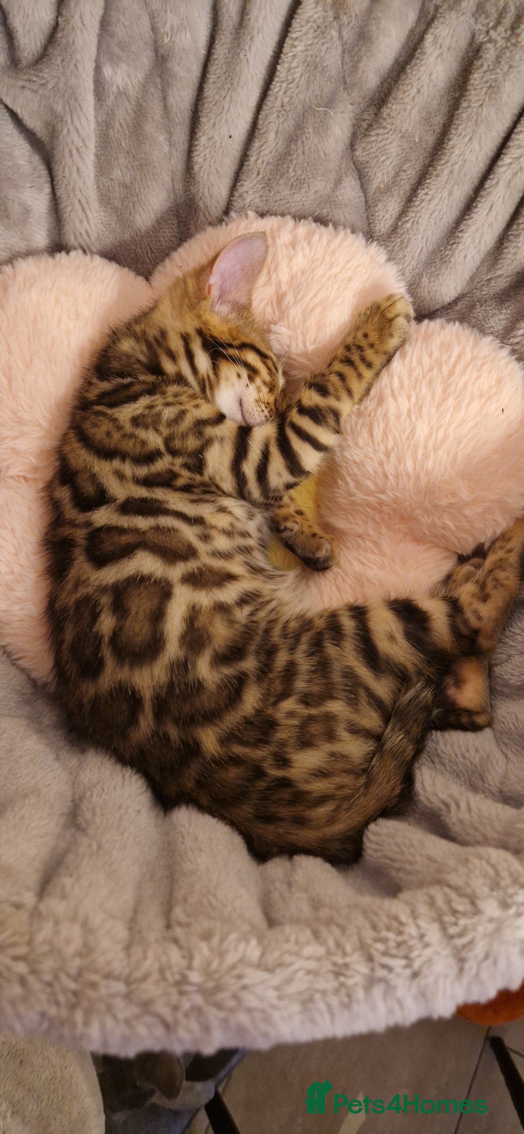 Bengal cats for sale: Amazing Bengal kittens 🥰 last boy left ❤️ in Corby - Image 7