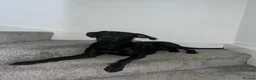 Labrador Retriever dogs for sale: 3 year old Black Labrador  in Stockport - Advert 3