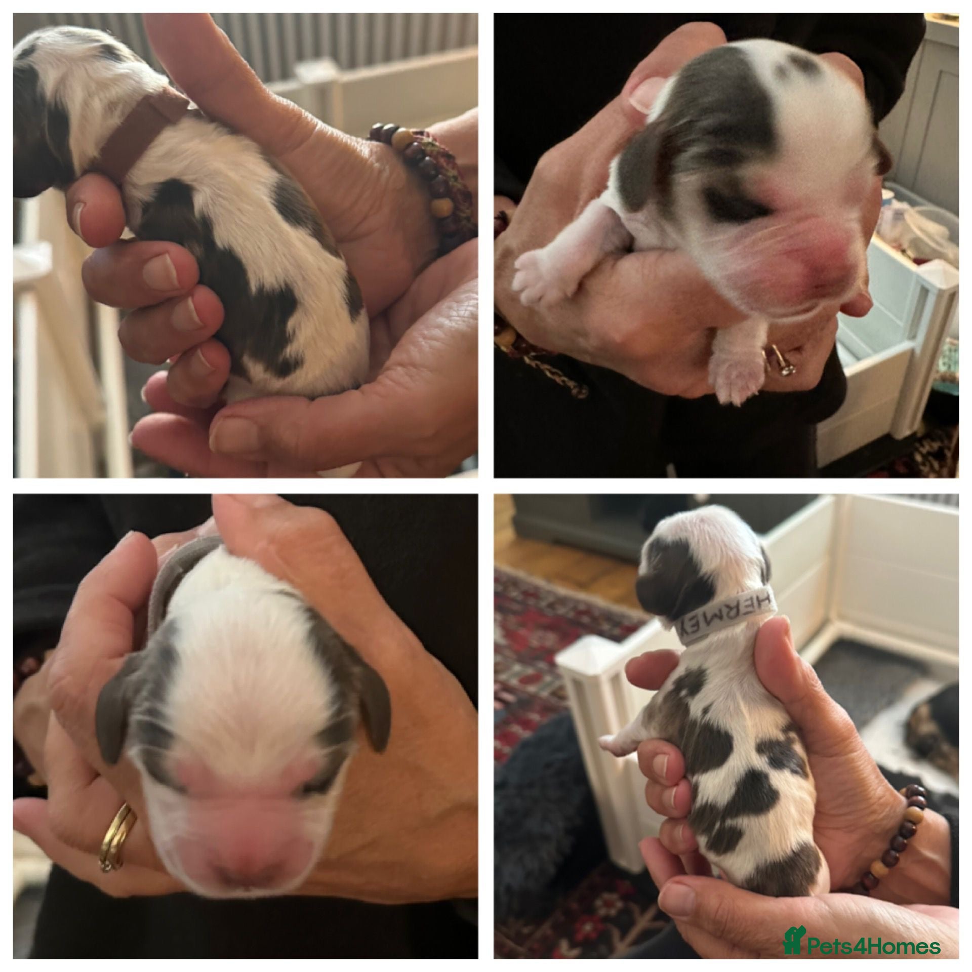 Cocker Spaniel dogs Two beautiful blue roan and tan show cocker boys - Advert 1