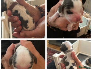 Cocker Spaniel dogs Two beautiful blue roan and tan show cocker boys - Advert 1