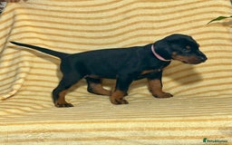 Dobermann dogs for sale: Dobermann puppies Champion bloodline, kc reg - Image 28