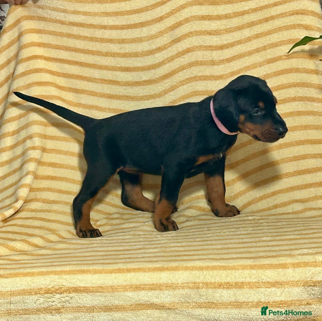 Dobermann dogs for sale: Dobermann puppies Champion bloodline, kc reg - Image 28