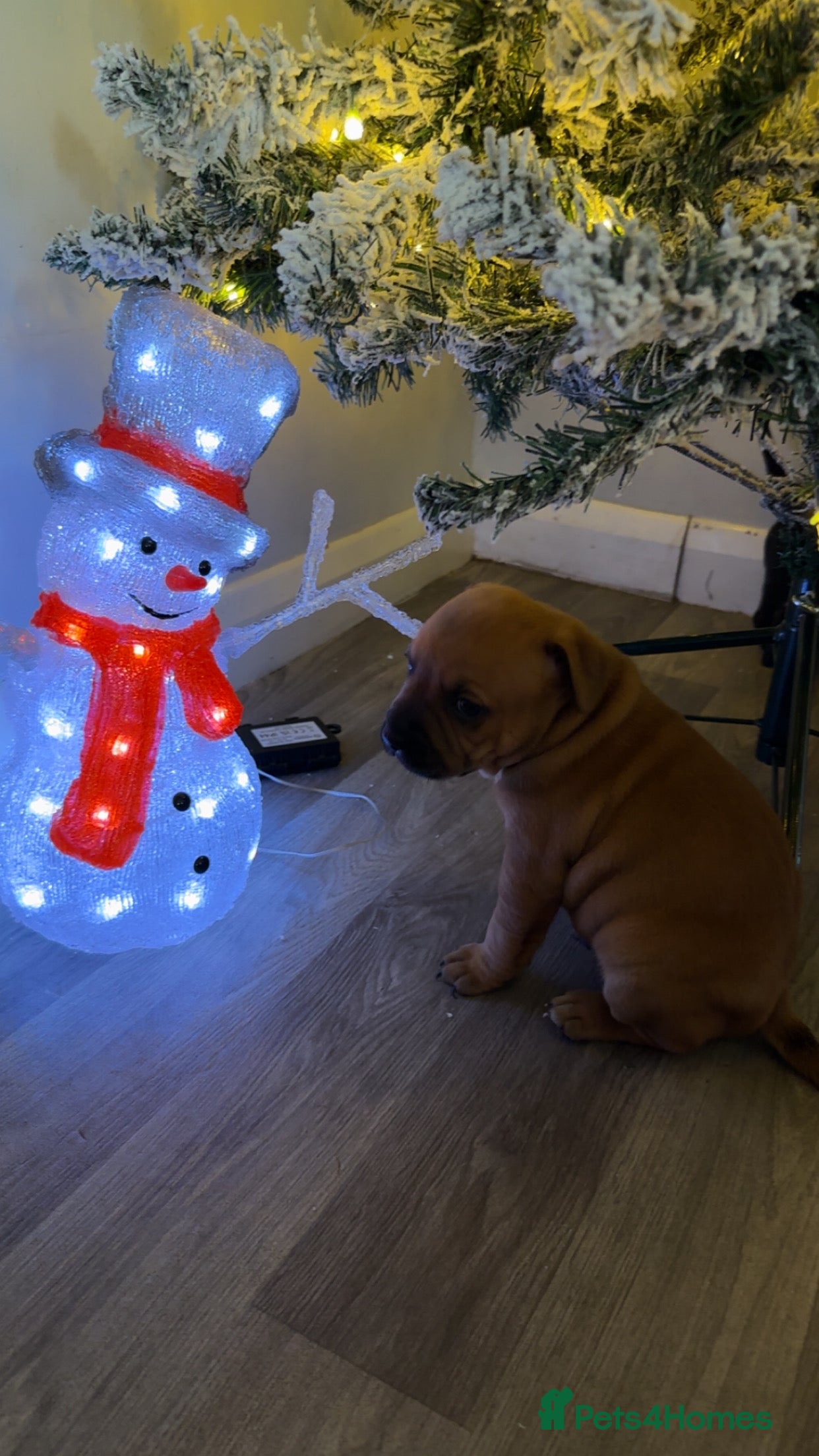 Staffordshire Bull Terrier dogs Stunning chunky puppies  - Advert 13