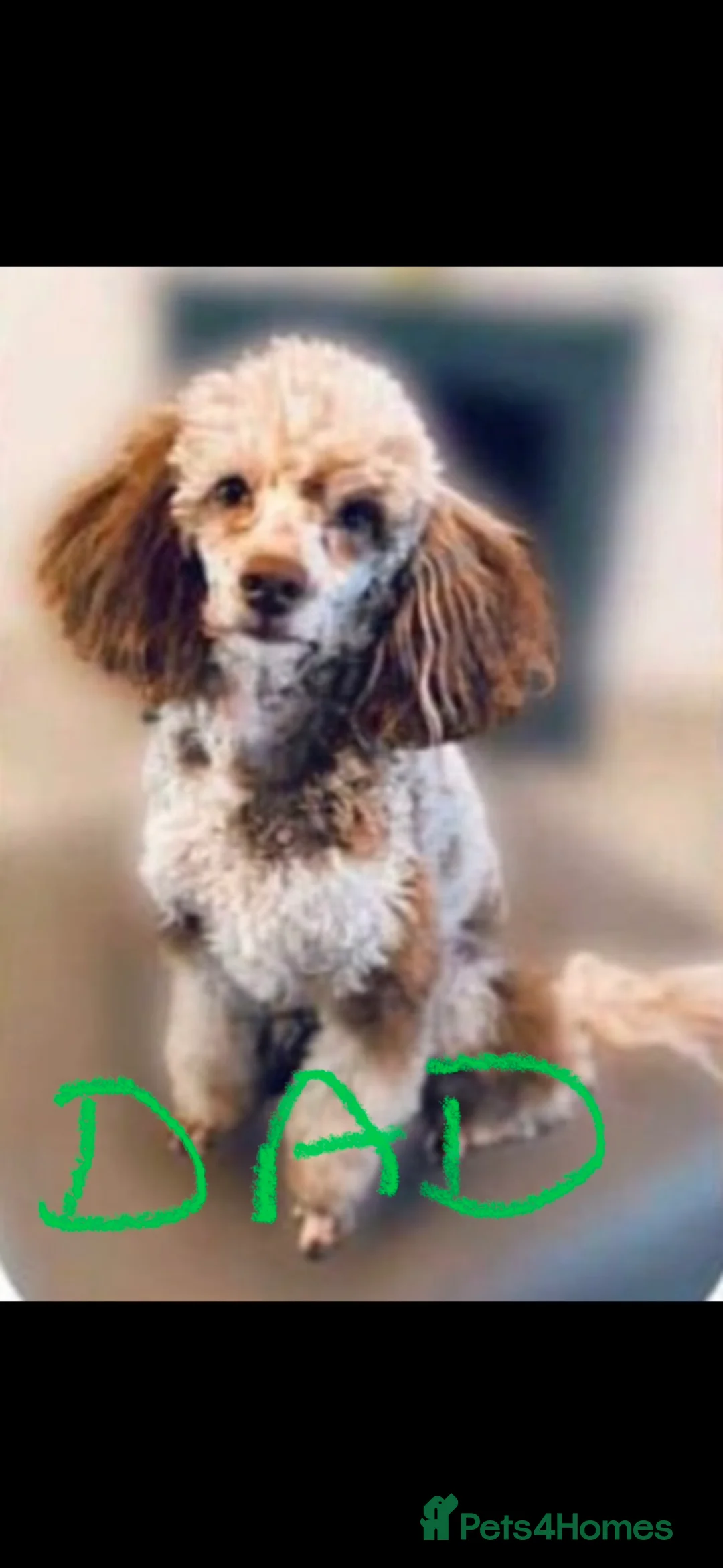 Cockapoo dogs for sale: Stunning F1bb toy cockerpoo puppies - Advert 17