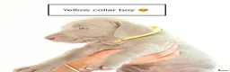 Weimaraner dogs for sale: Stunning puppies, one chuncky silver boy available - Advert 11