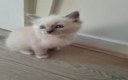 Ragdoll cats for sale: Stunning Ragdoll kittens  - Image 13