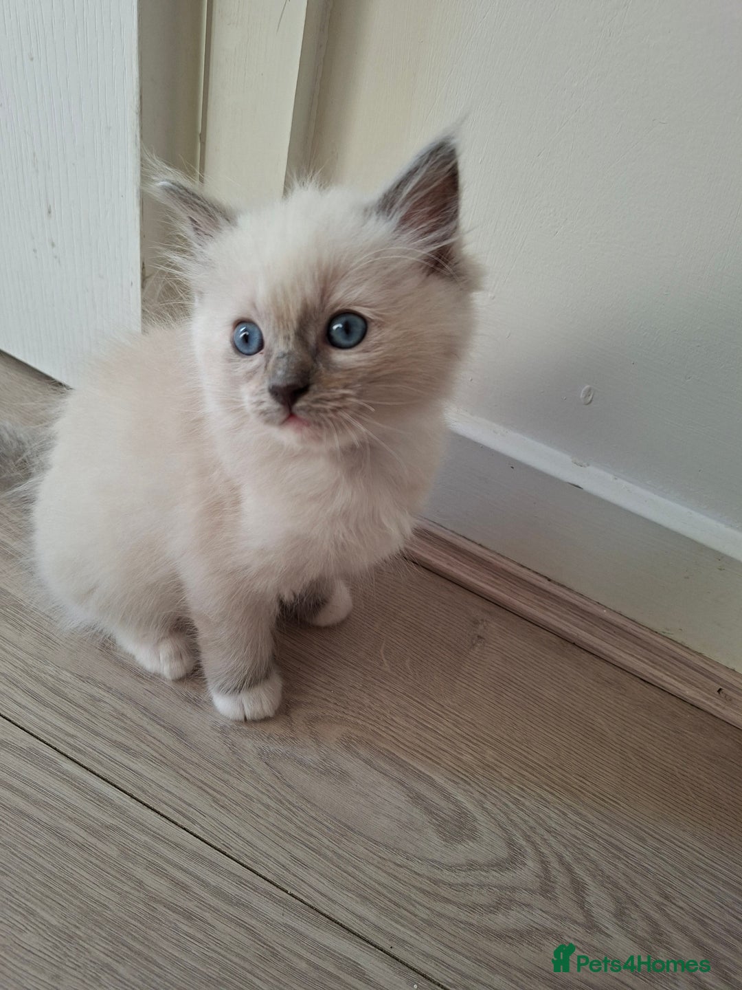 Ragdoll cats for sale: Stunning Ragdoll kittens  - Image 13