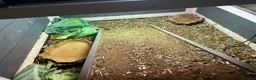 Tortoise reptiles for sale: Mediterranean Tortoise - Mylie - Advert 9