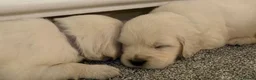 Golden Retriever dogs for sale: Super fluffy cream pups in Newark - Advert 28