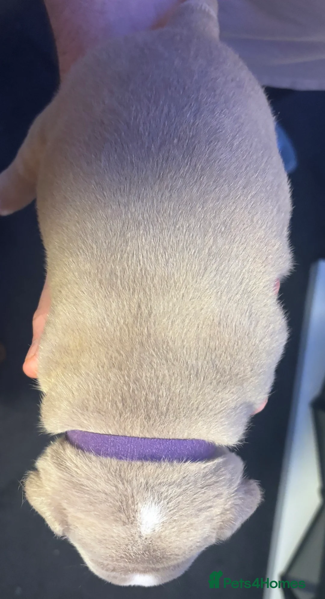 American Bully dogs for sale: Pocket Bully puppies  - Advert 7