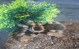 Spiders invertebrates for sale: 4 Tarantulas and Enclosures  - Image 1