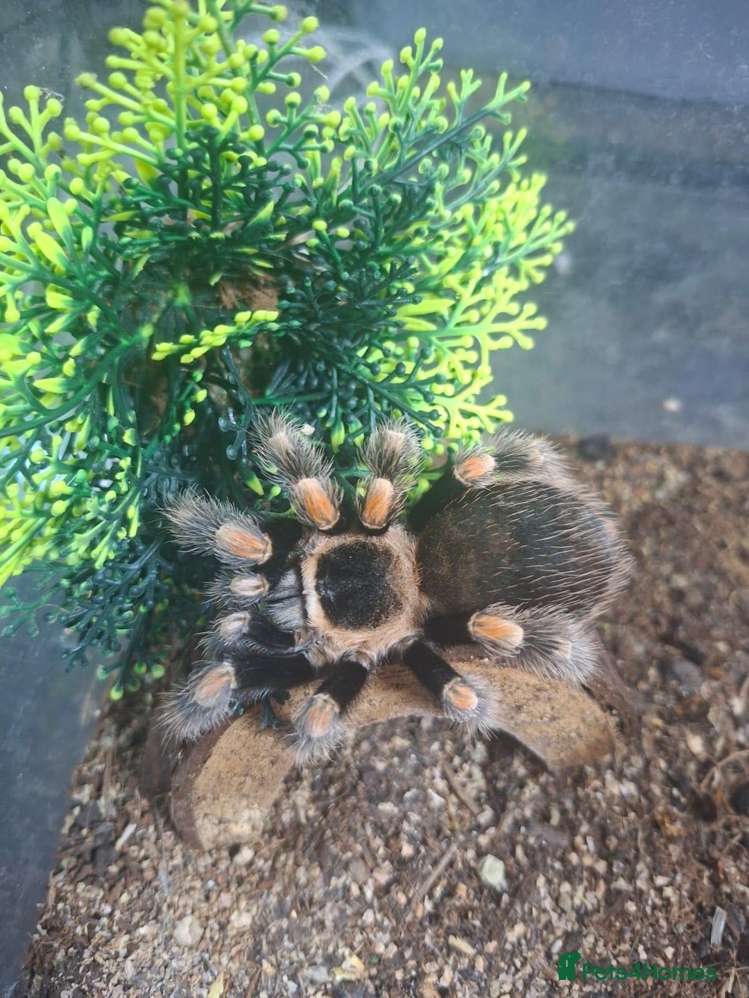 Spiders invertebrates for sale: 4 Tarantulas and Enclosures  - Image 1