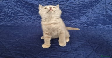 British Shorthair cats - Advert 14
