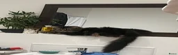 Mixed Breed cats for sale: Chilli and Rambo - Advert 13