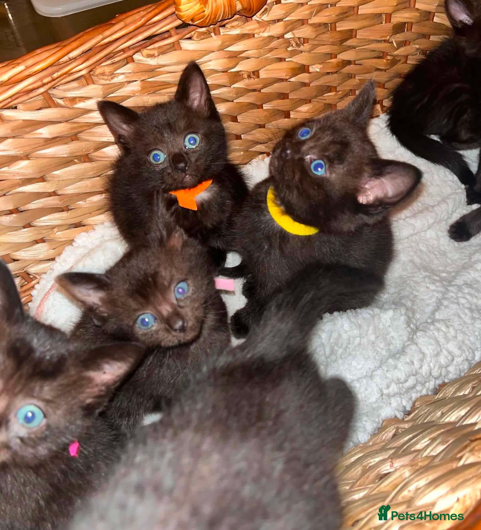 Mixed Breed cats Stunning ragdoll mix kittens  - Advert 1