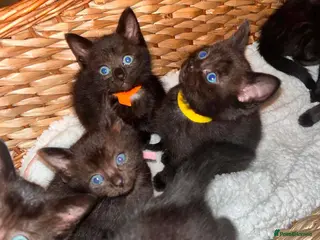 Mixed Breed cats Stunning ragdoll mix kittens - Advert 1