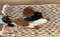 Norwegian Forest Cat cats for sale: Kittens for sale  - Image 1