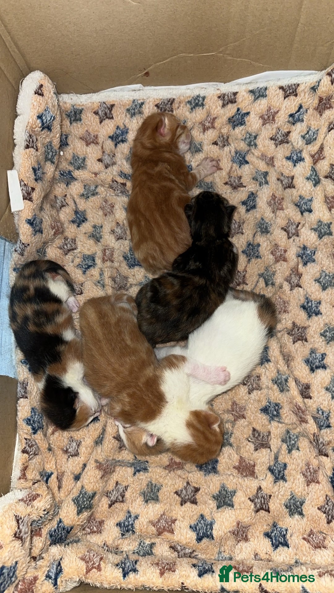 Norwegian Forest Cat cats for sale: Kittens for sale  - Image 1