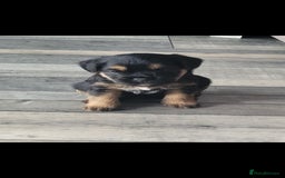 Border Terrier dogs for sale: Border Terrier Pups - Image 6