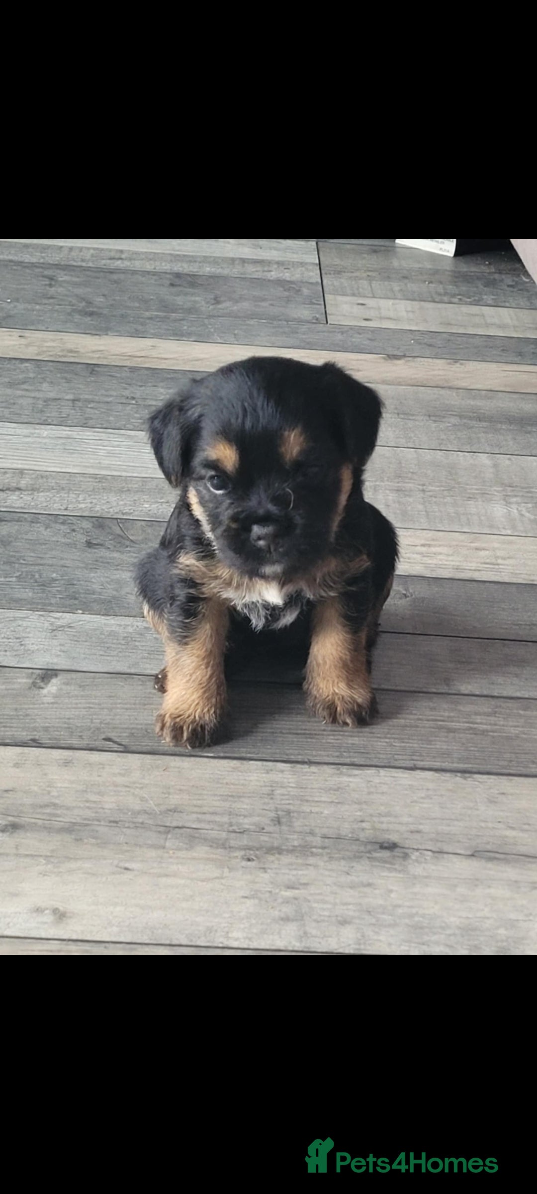 Border Terrier dogs for sale: Border Terrier Pups - Image 6