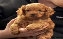 Cavapoo dogs for sale: Playful, affectionate, red Cavapoo puppies  - Image 3