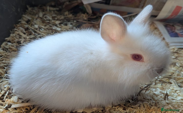 Lionhead rabbits - Advert 5