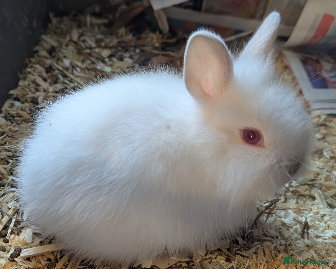 Lionhead rabbits for sale: 5 stunning lionhead baby rabbits  - Image 1
