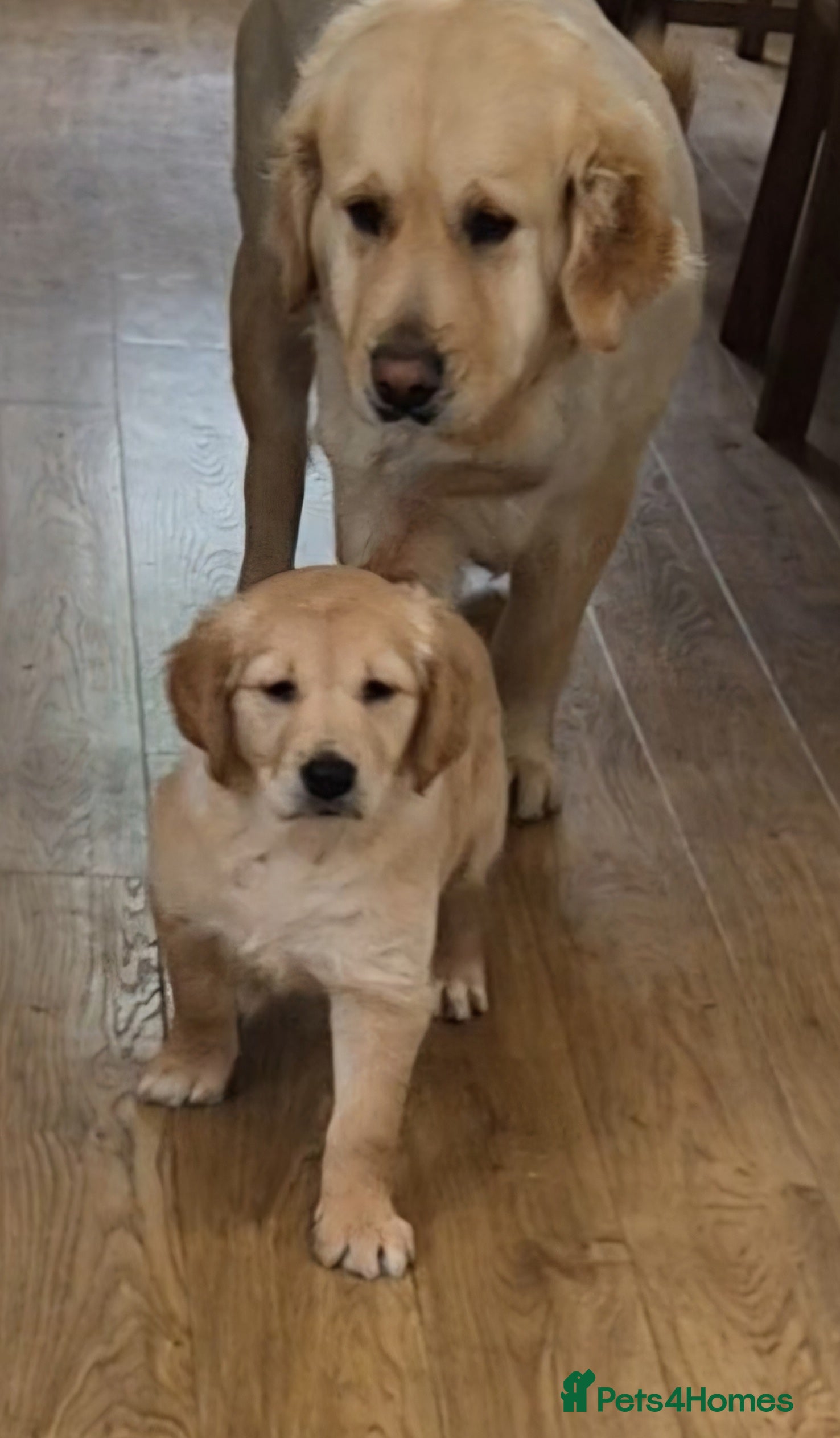 Golden Retriever dogs KC GOLDEN RETRIEVER PUPS, HEALTH TESTED PARENTS - Advert 1