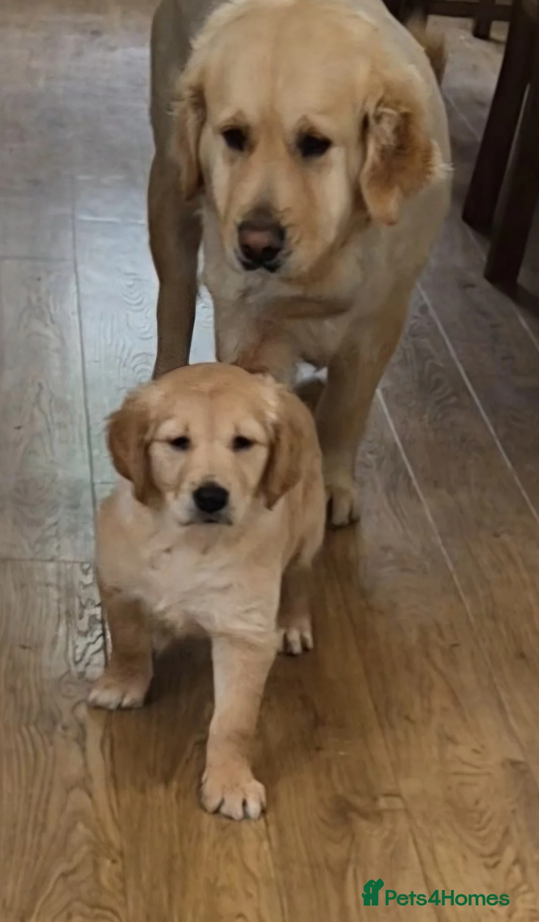 Golden Retriever dogs for sale: KC GOLDEN RETRIEVER PUPS, HEALTH TESTED PARENTS - Advert 1