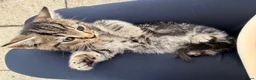 Mixed Breed cats for sale: 🐾GORGEOUS KITTENS LOOKING FOR THEIR 4EVER HOMES🐾 in Braintree - Advert 4