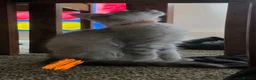 Maine Coon cats for sale: Ready Immediately. TICA 100% Maine Coon rare color - Advert 6
