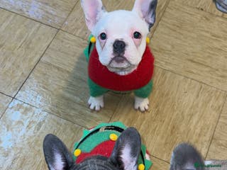 French Bulldog dogs 3 female French Bulldog –13 weeks old💙 🐾 - Advert 8