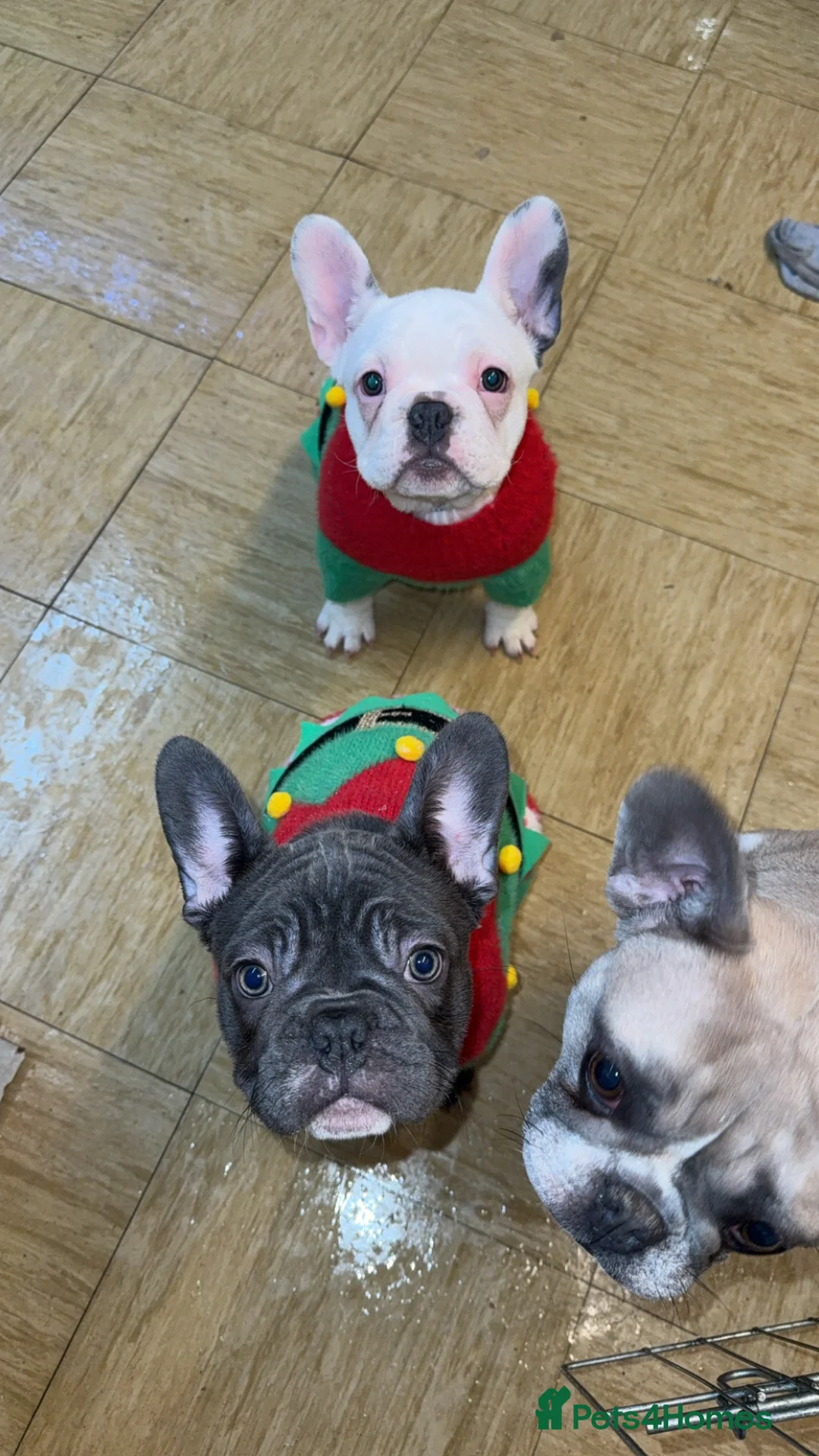 French Bulldog dogs for sale: 2 female French Bulldog –14 weeks old💙 🐾 - Advert 2