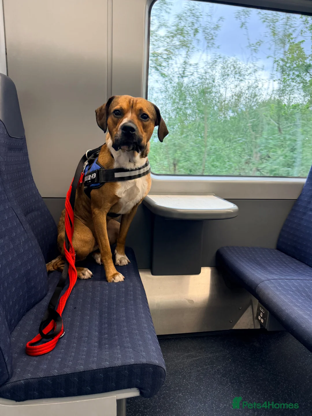 Mixed Breed dogs for sale: Tyssen - Big Baby At Heart  in Bromley - Advert 1