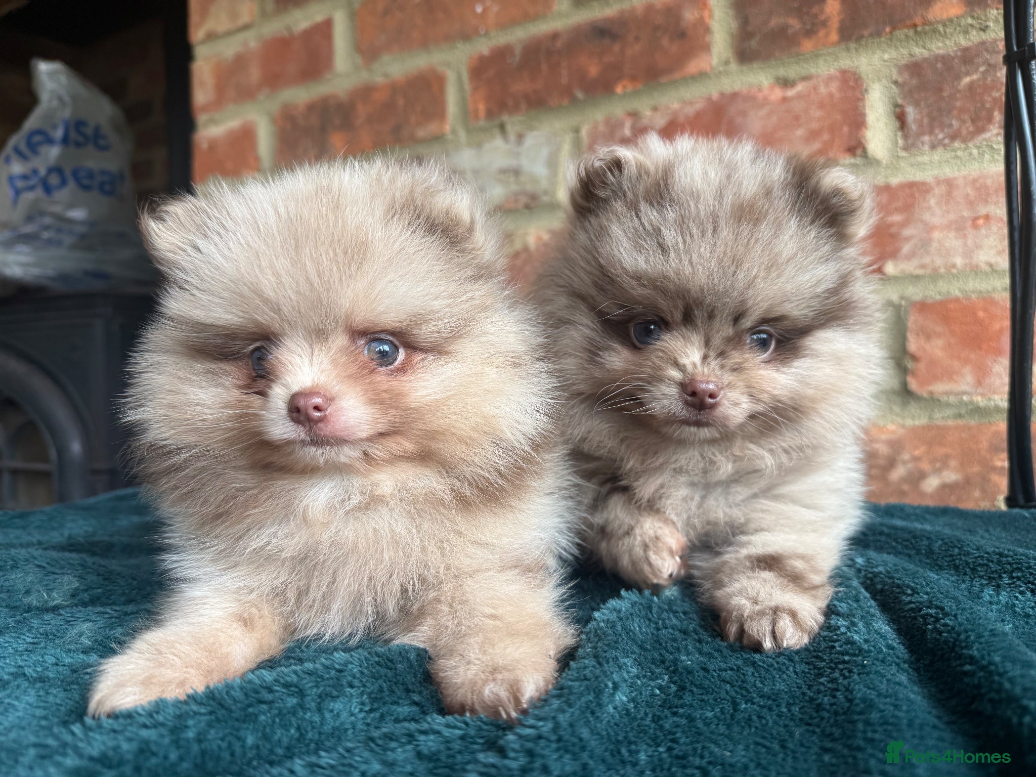 Pomeranian dogs 🧸 Incredible Teddy Bear Thai Line Pom puppies 🧸 - Advert 1