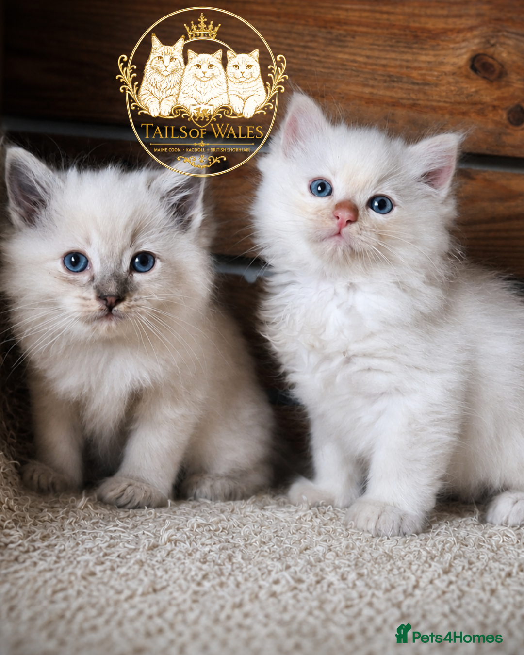 Ragdoll cats Beautiful TICA Registered Ragdoll Kittens  - Advert 1