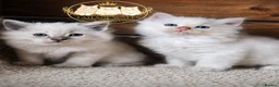 Ragdoll cats for sale: Beautiful TICA Registered Ragdoll Kittens  - Advert 1