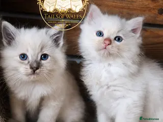 Ragdoll cats Beautiful TICA Registered Ragdoll Kittens - Advert 1