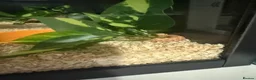 Snake reptiles for sale: Baby western albino hognose  - Advert 5