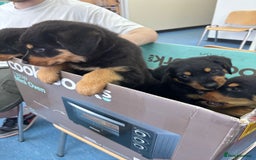 Mixed Breed dogs for sale: Rottweiler x puppys - Image 3