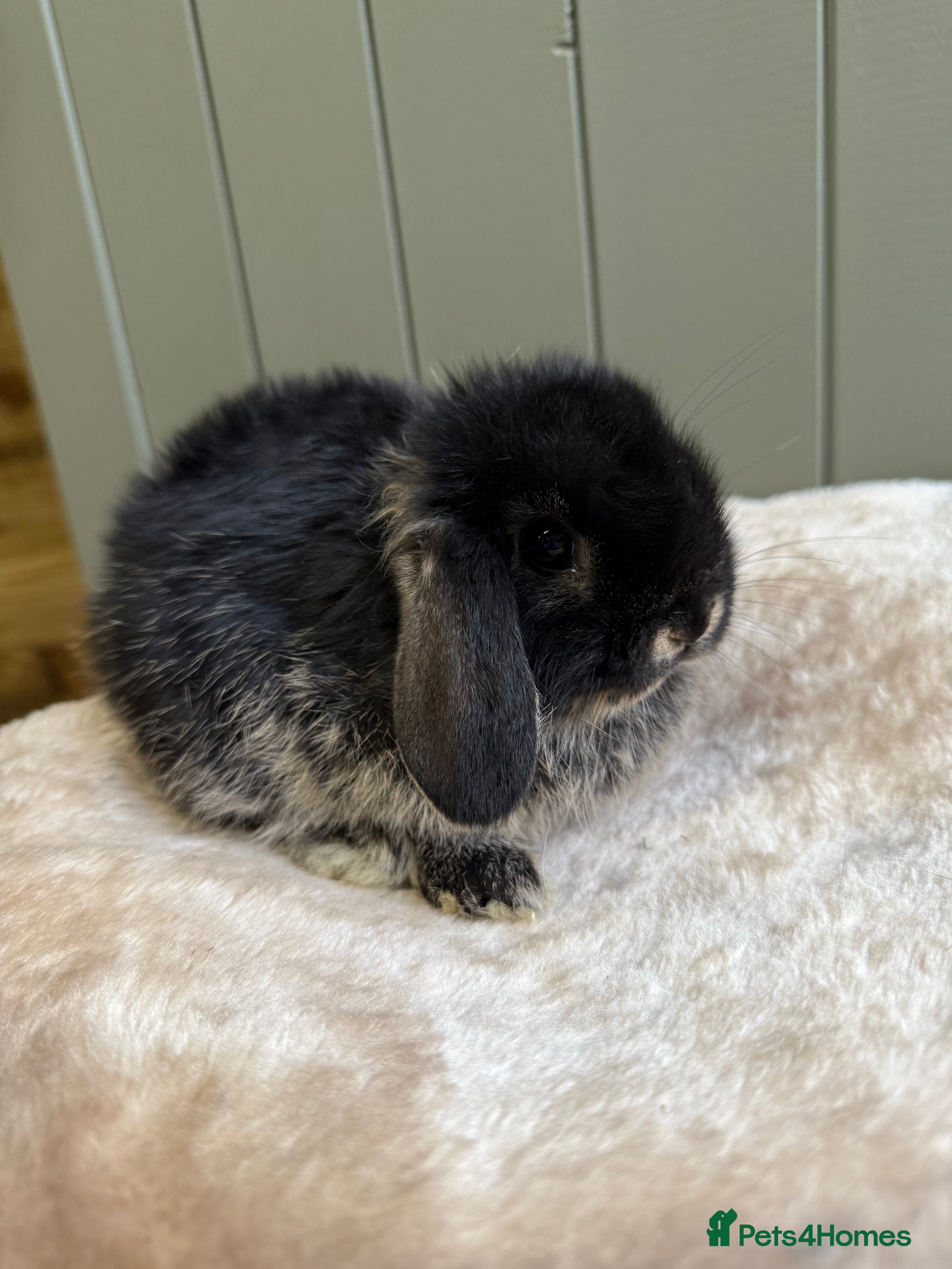 Mini Lop rabbits 🖤 Last remaining - Black Otter Mini Lops 🖤 - Advert 2