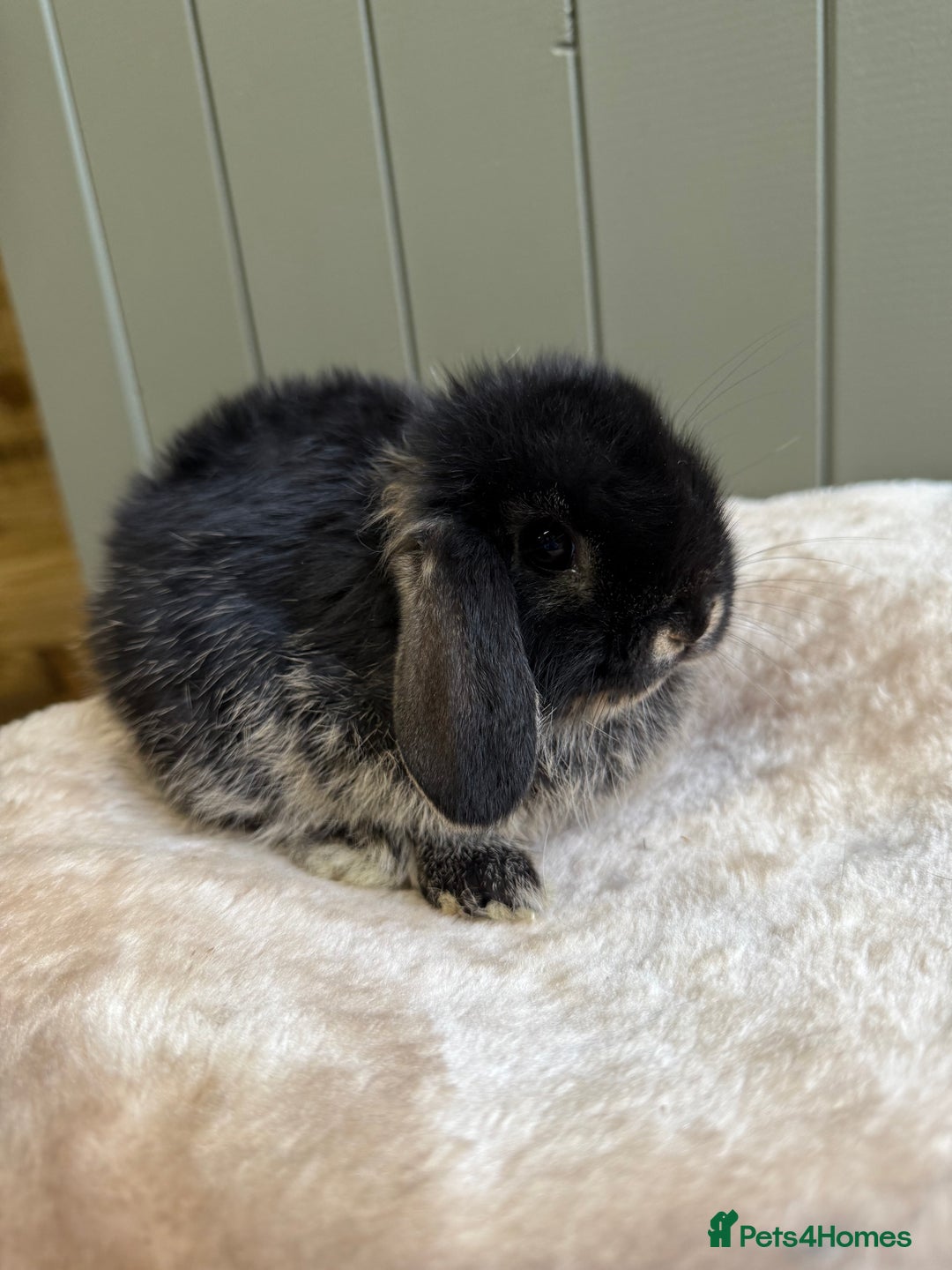 Mini Lop rabbits for sale: 🖤🩶🤎 Gorgeous Pure Bred Mini Lops 🖤🩶🤎 - Advert 15