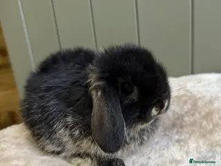 Mini Lop rabbits 🖤 Last remaining - Black Otter Mini Lops 🖤 - Advert 2