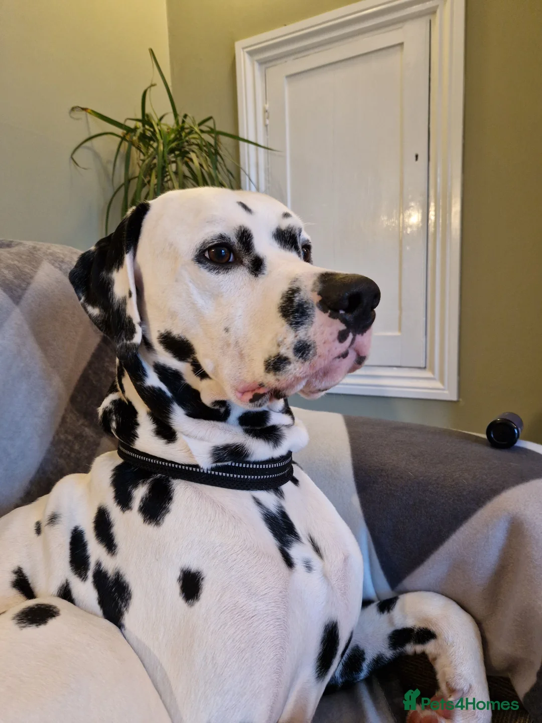 Dalmatian dogs for stud: ❤️Exceptional Proven Dalmatian Stud❤️ - Advert 2