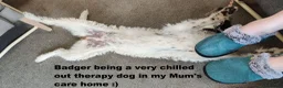 Lurcher dogs for sale: Soppy Bedlington Whippet lurcher puppies  - Advert 31