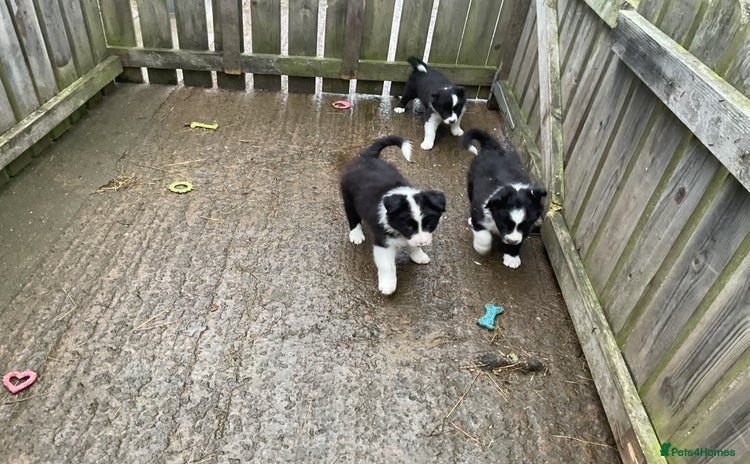 Border Collie dogs - Advert 5