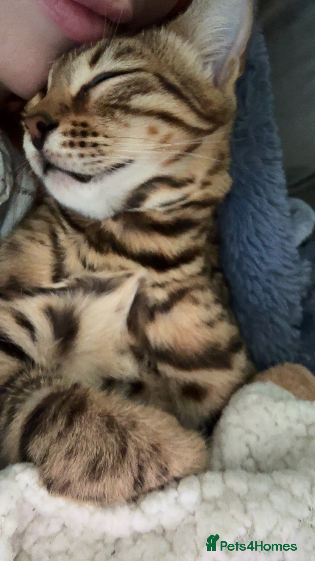 Bengal cats for sale: Bengal female  - Advert 4