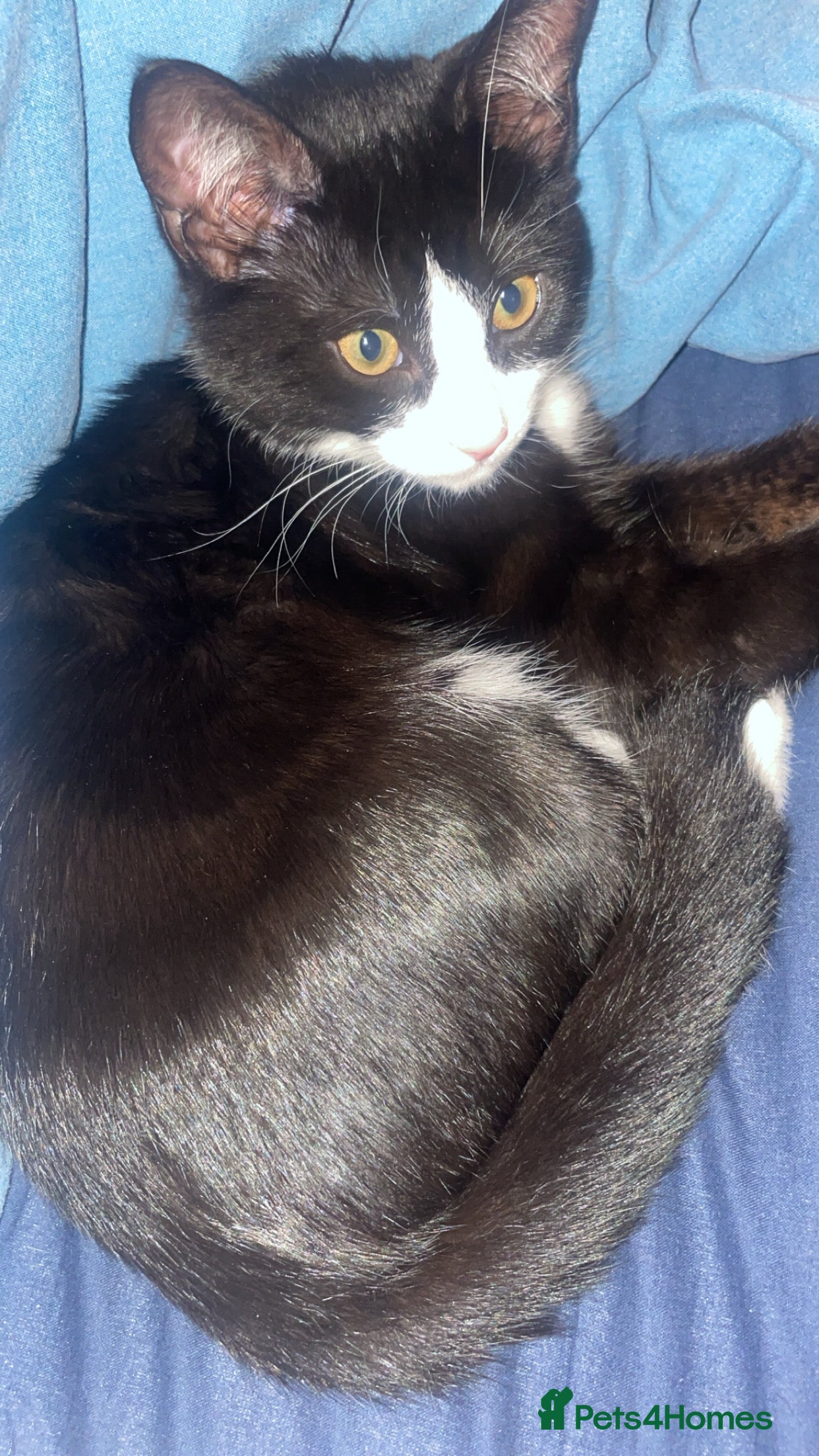 Mixed Breed cats Kitten  - Advert 1