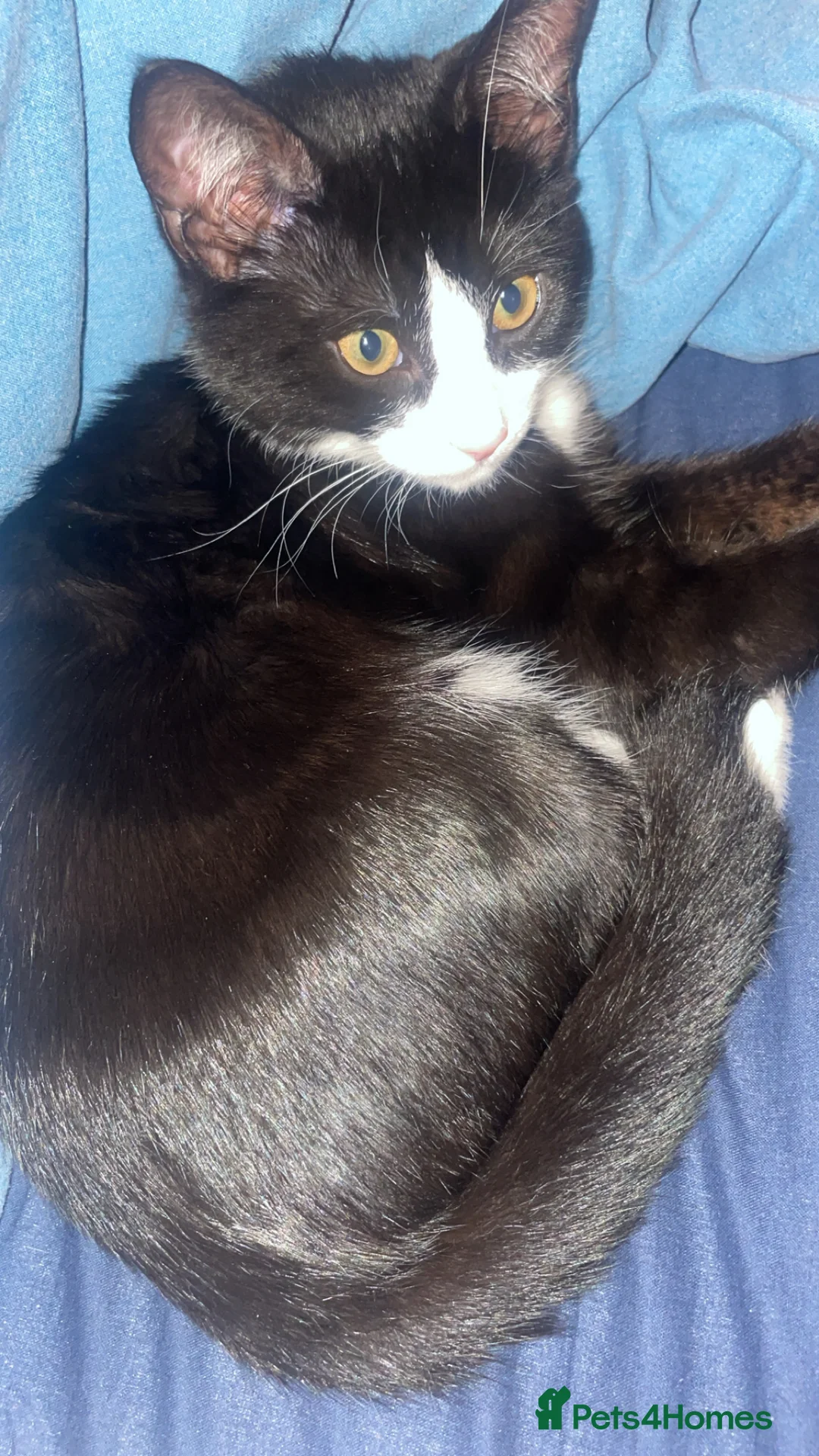 Mixed Breed cats for sale: Kitten  - Advert 1