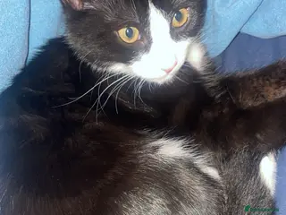 Mixed Breed cats Kitten - Advert 1